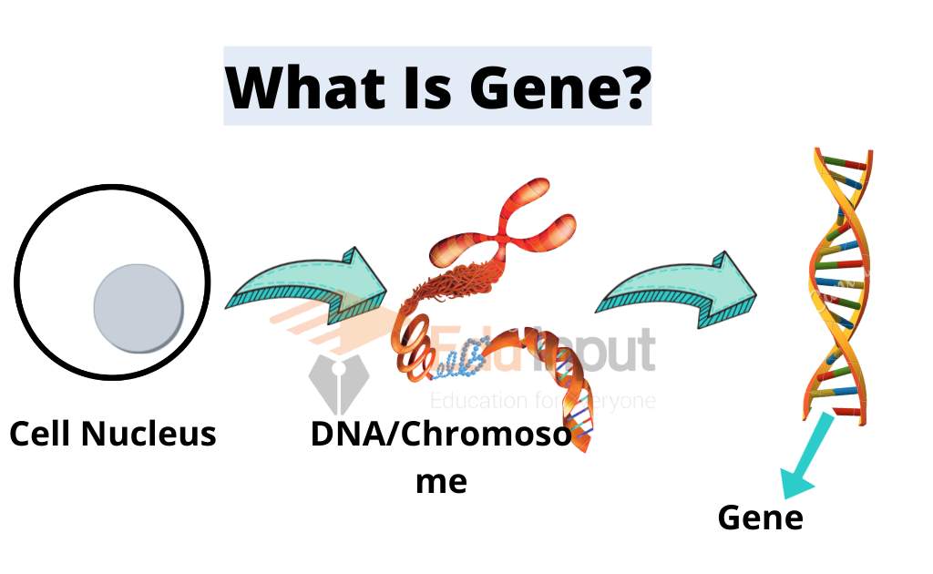 Gene/نوید سلامت